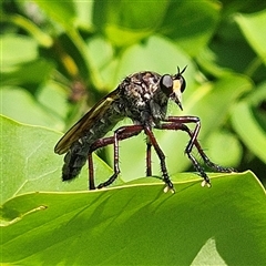 Chrysopogon muelleri (Robber fly) at Braidwood, NSW - 10 Dec 2024 by MatthewFrawley