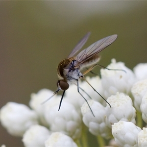 Geron sp. (genus) (Slender Bee Fly) at Bungonia, NSW by KorinneM