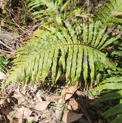 Blechnum cartilagineum (Gristle Fern) at Bermagui, NSW - 10 Dec 2024 by TheCrossingLand