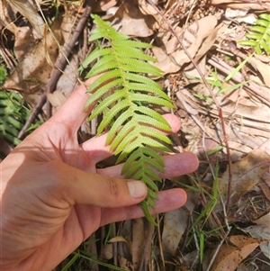 Blechnum neohollandicum (Prickly Rasp Fern) at Bermagui, NSW by TheCrossingLand