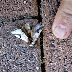 Epicoma melanospila (Black Spot Moth) at Kambah, ACT - 9 Dec 2024 by jac