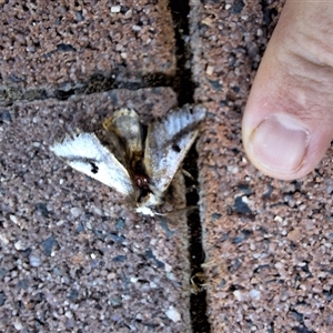 Epicoma melanospila (Black Spot Moth) at Kambah, ACT by jac