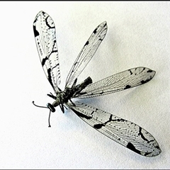 Dendroleon amabilis (An Antlion Lacewing) at Crooked Corner, NSW - 10 Dec 2013 by Milly