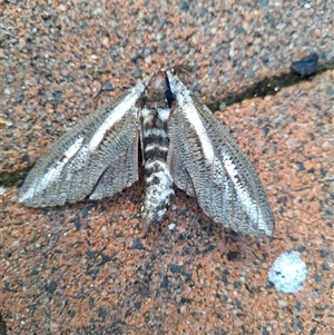 Endoxyla encalypti (Wattle Goat Moth) at Kambah, ACT by jac