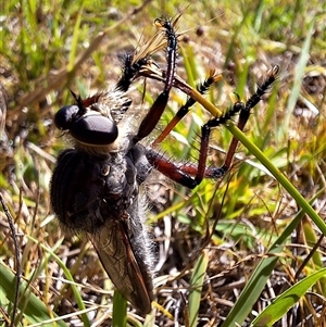 Neoaratus hercules (Herculean Robber Fly) at Kambah, ACT by jac