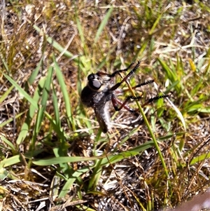 Neoaratus hercules at Kambah, ACT - 2 Dec 2024 10:01 AM