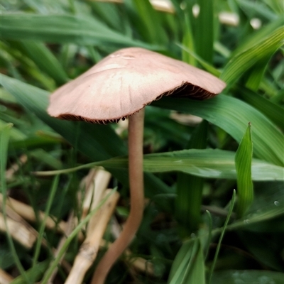 Unidentified Cap on a stem; gills below cap [mushrooms or mushroom-like] at Murrumbateman, NSW - 5 Dec 2024 by Teresa