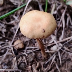 Unidentified Cap on a stem; gills below cap [mushrooms or mushroom-like] at Murrumbateman, NSW - 5 Dec 2024 by Teresa