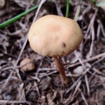 Unidentified Cap on a stem; gills below cap [mushrooms or mushroom-like] at Murrumbateman, NSW - 5 Dec 2024 by Teresa