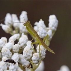 Mantodea (order) at Bungonia, NSW - 26 Nov 2024 by KorinneM