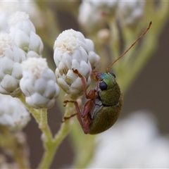 Edusella puberula (Leaf beetle) at Bungonia, NSW - 26 Nov 2024 by KorinneM