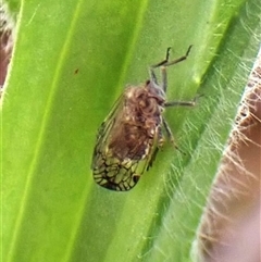 Cixiidae sp. (family) (Cixiid planthopper) at Cook, ACT - 9 Dec 2024 by CathB