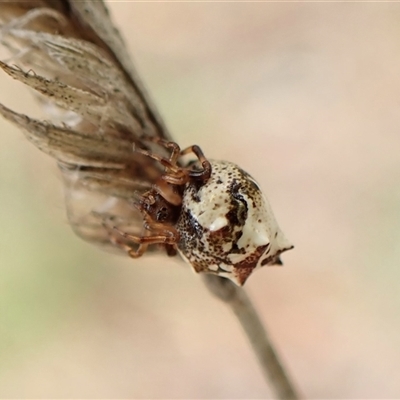 Phoroncidia sextuberculata (Six-knobbed Phoroncidia) at Cook, ACT - 6 Dec 2024 by CathB