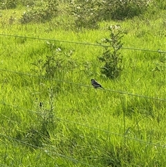 Stizoptera bichenovii (Double-barred Finch) at Brownlow Hill, NSW - 10 Dec 2024 by MaxDownes