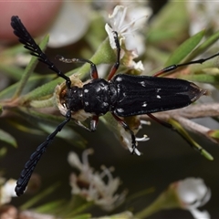 Distichocera thomsonella (A longhorn beetle) at Karabar, NSW - 10 Dec 2024 by DianneClarke