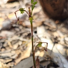 Thynninorchis huntianus (Common Elbow Orchid) at Jingera, NSW - 10 Dec 2024 by Csteele4