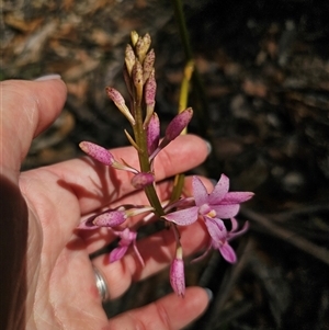 Dipodium roseum at Jingera, NSW - suppressed