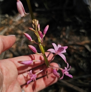 Dipodium roseum at Jingera, NSW - suppressed