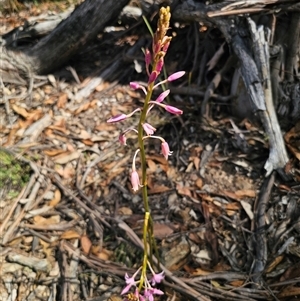 Dipodium roseum at Jingera, NSW - suppressed