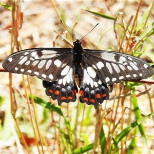 Papilio anactus at Kambah, ACT - 10 Dec 2024 11:06 AM