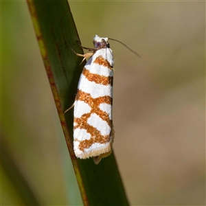 Technitis desmotana (A tortrix or leafroller moth) at Uriarra Village, ACT by DPRees125