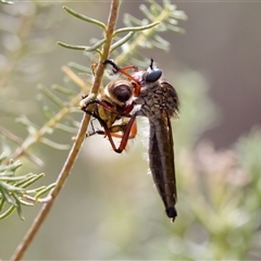 Zosteria sp. (genus) (Common brown robber fly) at Bungonia, NSW - 26 Nov 2024 by KorinneM