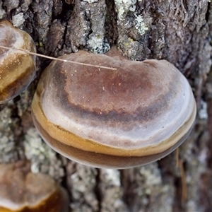 Phellinus sp. (non-resupinate) at Bungonia, NSW - 26 Nov 2024