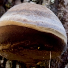 Phellinus sp. (non-resupinate) at Bungonia, NSW - 26 Nov 2024