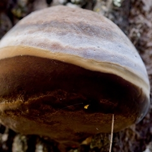 Phellinus sp. (non-resupinate) at Bungonia, NSW - 26 Nov 2024