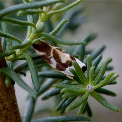 Eremnotypa steriphota (A Concealer Moth) at Bungonia, NSW - 26 Nov 2024 by KorinneM
