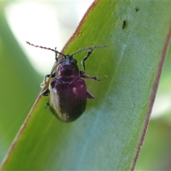 Chrysomelidae sp. (family) at Murrumbateman, NSW - 10 Dec 2024 by SimoneC