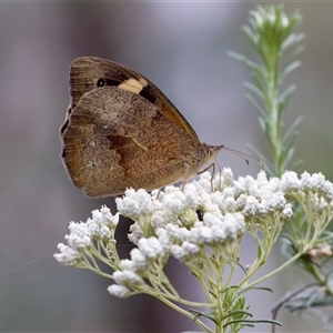 Heteronympha merope at Bungonia, NSW - 26 Nov 2024 05:07 PM