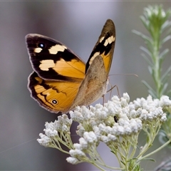 Heteronympha merope at Bungonia, NSW - 26 Nov 2024 05:07 PM