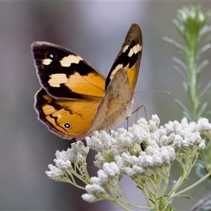 Heteronympha merope at Bungonia, NSW - 26 Nov 2024 05:07 PM