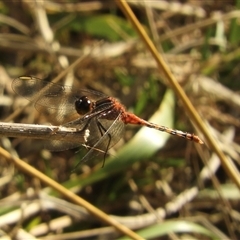 Diplacodes melanopsis (Black-faced Percher) at Murrumbateman, NSW - 10 Dec 2024 by SimoneC