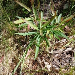 Lomatia myricoides (River Lomatia) at Wilsons Valley, NSW - 7 Dec 2024 by mahargiani