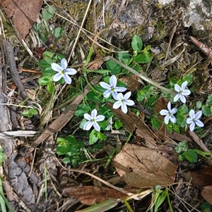 Lobelia pedunculata (Matted Pratia) at Wilsons Valley, NSW by mahargiani