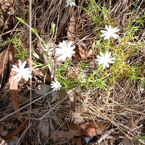 Stellaria pungens (Prickly Starwort) at Wilsons Valley, NSW by mahargiani