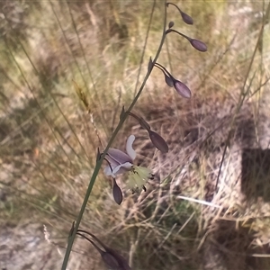 Arthropodium milleflorum (Vanilla Lily) at Wilsons Valley, NSW by mahargiani