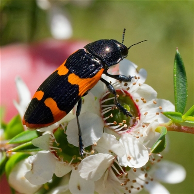 Castiarina bremei (A jewel beetle) at Uriarra Village, ACT - 10 Dec 2024 by DPRees125