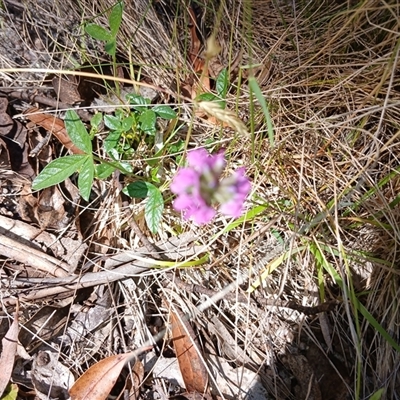 Cullen microcephalum (Dusky Scurf-pea) at Wilsons Valley, NSW - 7 Dec 2024 by mahargiani