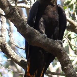 Calyptorhynchus lathami lathami at Canyonleigh, NSW by GITM3