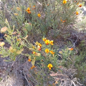 Mirbelia oxylobioides (Mountain Mirbelia) at Wilsons Valley, NSW by mahargiani