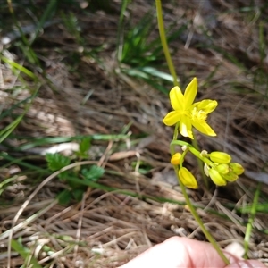 Bulbine bulbosa (Golden Lily, Bulbine Lily) at Wilsons Valley, NSW by mahargiani