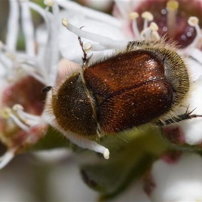 Unidentified Beetle (Coleoptera) at Karabar, NSW - 10 Dec 2024 by DianneClarke