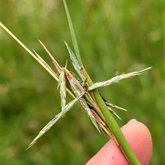 Cymbopogon refractus (Barbed-wire Grass) at Kangaroo Valley, NSW - 10 Dec 2024 by lbradley