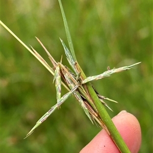 Cymbopogon refractus (Barbed-wire Grass) at Kangaroo Valley, NSW by lbradley