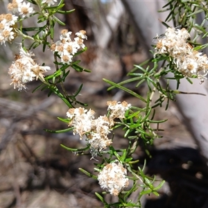 Ozothamnus thyrsoideus (Sticky Everlasting) at Wilsons Valley, NSW by mahargiani