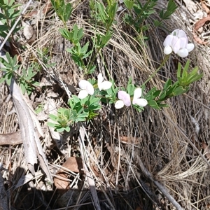 Lotus australis (Austral Trefoil) at Wilsons Valley, NSW by mahargiani