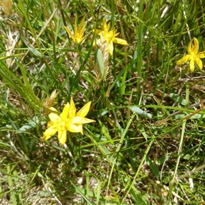 Hypoxis hygrometrica var. villosisepala at Wilsons Valley, NSW - 8 Dec 2024 11:30 AM